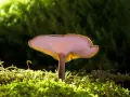 Grzybki reishi, podświetlone od spodu, wyrastają z gęstego, zielonego mchu.