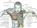 Anatomia klatki piersiowej z zaznaczonymi mięśniami piersiowymi, naramiennymi i międzyżebrowymi.