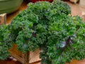 Krzaczasty jarmuż w drewnianej skrzynce, pełen witamin i minerałów. Jego jarmuż właściwości czynią go superfood.