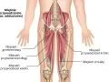 Anatomia mięśni przywodzicieli uda: mięsień grzebieniowy, przywodziciel długi, przywodziciel wielki, przywodziciel krótki i smukły.