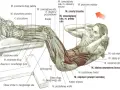 Anatomia mięśni brzucha podczas ćwiczeń na mięśnie głębokie brzucha. Widoczne mięśnie proste brzucha, skośne zewnętrzne brzucha i inne.