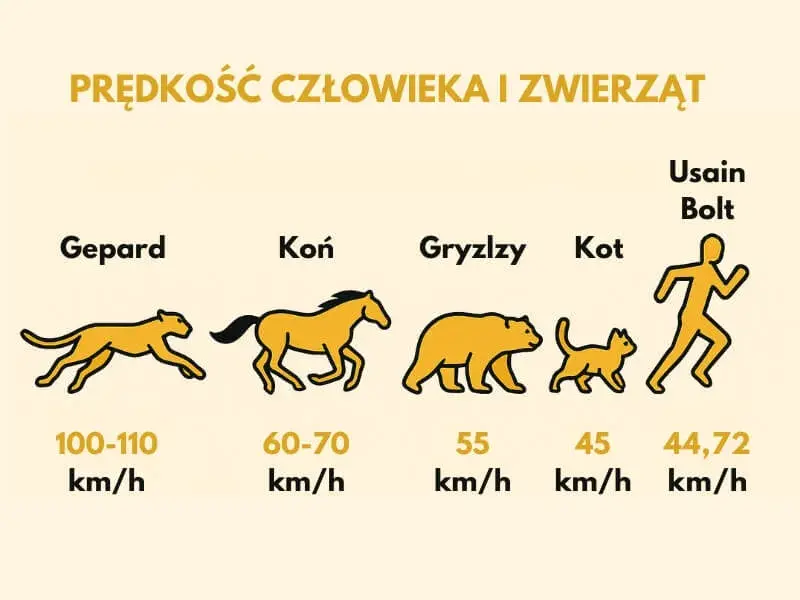 Z jaką prędkością biega gepard? Zaskakujące fakty o jego szybkości