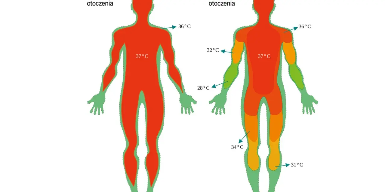 Termogeneza: w wysokiej temperaturze otoczenia ciało jest całe czerwone (37°C). W niskiej temperaturze otoczenia widać różnice: 36°C, 32°C, 34°C, 31°C.