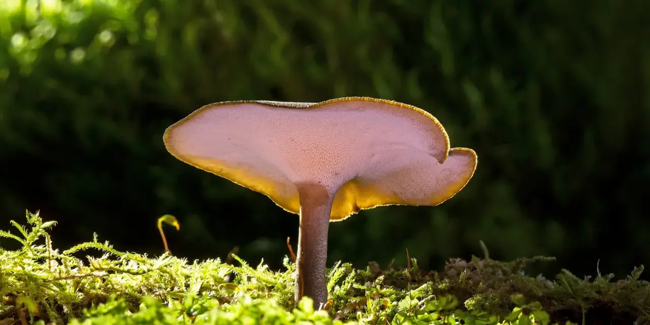 Grzybki reishi, podświetlone od spodu, wyrastają z gęstego, zielonego mchu.