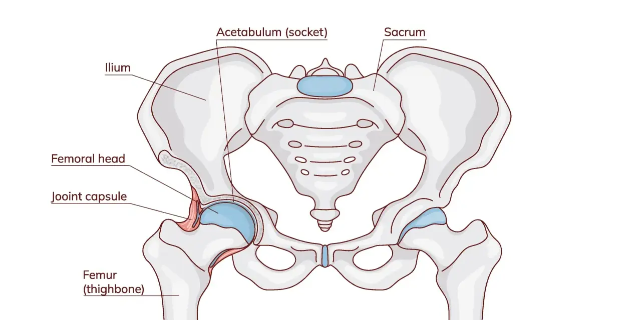Anatomia stawu biodrowego: miednica z kością krzyżową i kośćmi udowymi, pokazująca panewkę stawu biodrowego i głowę kości udowej.