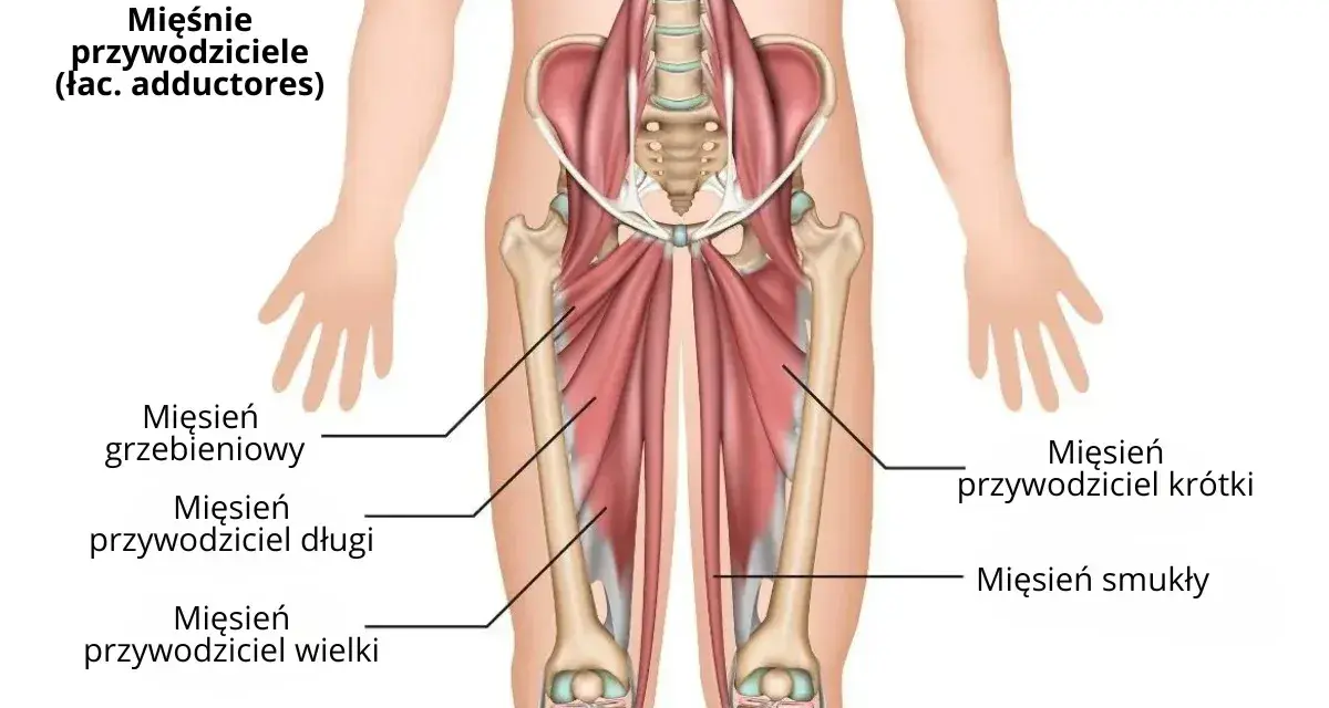 Anatomia mięśni przywodzicieli uda: mięsień grzebieniowy, przywodziciel długi, przywodziciel wielki, przywodziciel krótki i smukły.