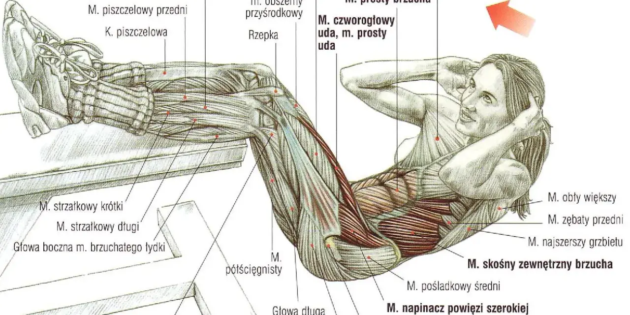 Anatomia mięśni brzucha podczas ćwiczeń na mięśnie głębokie brzucha. Widoczne mięśnie proste brzucha, skośne zewnętrzne brzucha i inne.