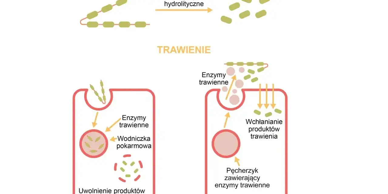 Schemat pokazuje, jak enzymy trawienne, np. pepsyna, rozkładają złożone związki organiczne na proste, umożliwiając ich wchłanianie.
