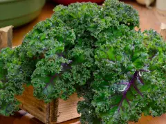 Krzaczasty jarmuż w drewnianej skrzynce, pełen witamin i minerałów. Jego jarmuż właściwości czynią go superfood.