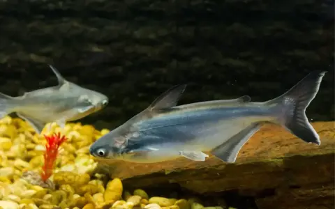 Dwie ryby panga pływają w akwarium. Jedna z nich jest bliżej, druga dalej. Czy panga jest zdrowa?