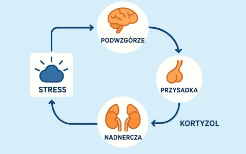 Schemat osi HPA: stres aktywuje podwzgórze, przysadkę i nadnercza, produkując kortyzol.