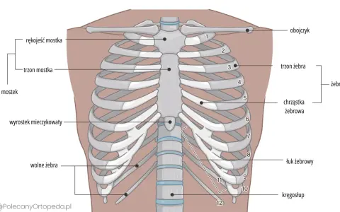 Anatomia klatki piersiowej: mostek, żebra (prawdziwe, fałszywe, wolne), chrząstki żebrowe, obojczyk i kręgosłup.