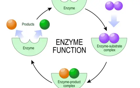 Cykl działania enzymów: substrat łączy się z enzymem, tworząc kompleks enzym-substrat, a następnie powstają produkty.