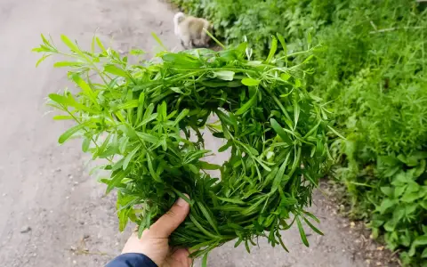 Garść przytulii czepnej, znanej z właściwości moczopędnych i przeciwzapalnych, trzymana w dłoni na tle zieleni.