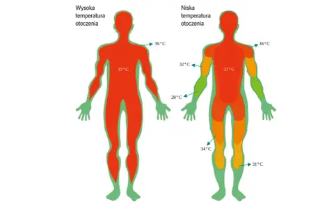 Termogeneza: w wysokiej temperaturze otoczenia ciało jest całe czerwone (37°C). W niskiej temperaturze otoczenia widać różnice: 36°C, 32°C, 34°C, 31°C.