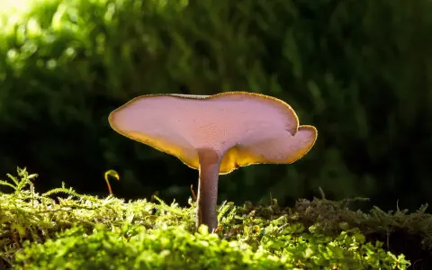 Grzybki reishi, podświetlone od spodu, wyrastają z gęstego, zielonego mchu.