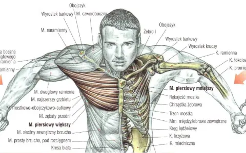 Anatomia klatki piersiowej z zaznaczonymi mięśniami piersiowymi, naramiennymi i międzyżebrowymi.