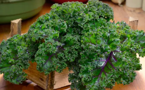 Krzaczasty jarmuż w drewnianej skrzynce, pełen witamin i minerałów. Jego jarmuż właściwości czynią go superfood.