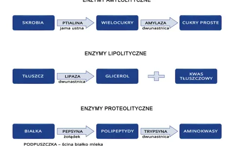 Schemat trawienia: skrobia -> wielocukry (amylaza), tłuszcz -> glicerol + kwasy tłuszczowe (lipaza), białka -> polipeptydy (pepsyna) -> aminokwasy.