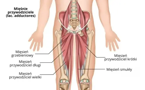 Anatomia mięśni przywodzicieli uda: mięsień grzebieniowy, przywodziciel długi, przywodziciel wielki, przywodziciel krótki i smukły.