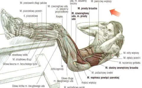 Anatomia mięśni brzucha podczas ćwiczeń na mięśnie głębokie brzucha. Widoczne mięśnie proste brzucha, skośne zewnętrzne brzucha i inne.
