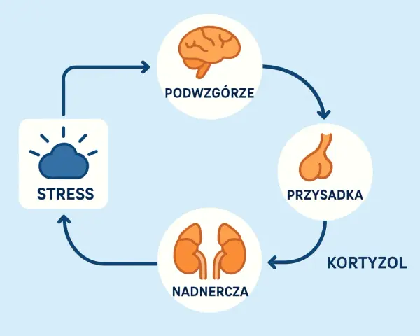 Schemat osi HPA: stres aktywuje podwzgórze, przysadkę i nadnercza, produkując kortyzol.