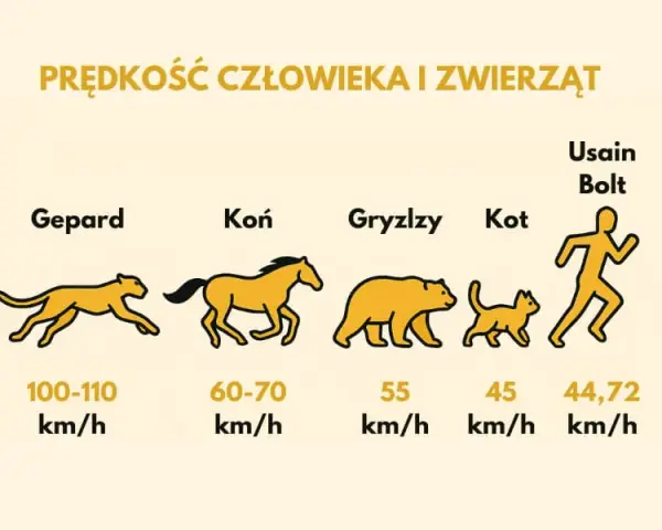Z jaką prędkością biega gepard? Zaskakujące fakty o jego szybkości