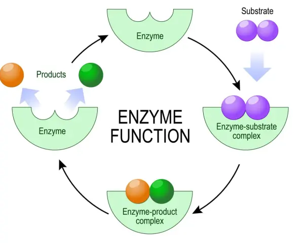 Cykl działania enzymów: substrat łączy się z enzymem, tworząc kompleks enzym-substrat, a następnie powstają produkty.