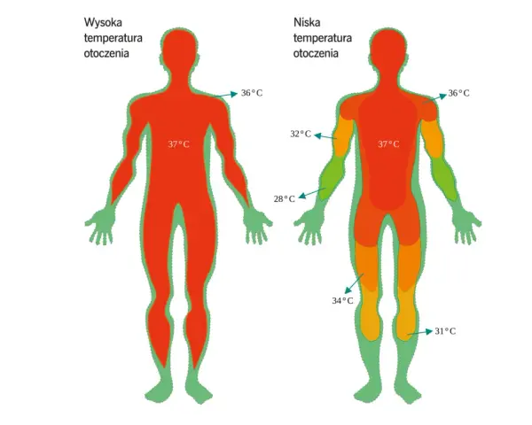 Termogeneza: w wysokiej temperaturze otoczenia ciało jest całe czerwone (37°C). W niskiej temperaturze otoczenia widać różnice: 36°C, 32°C, 34°C, 31°C.
