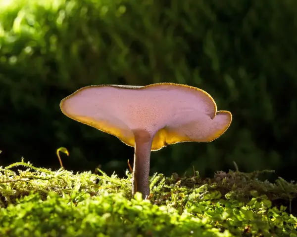 Grzybki reishi, podświetlone od spodu, wyrastają z gęstego, zielonego mchu.