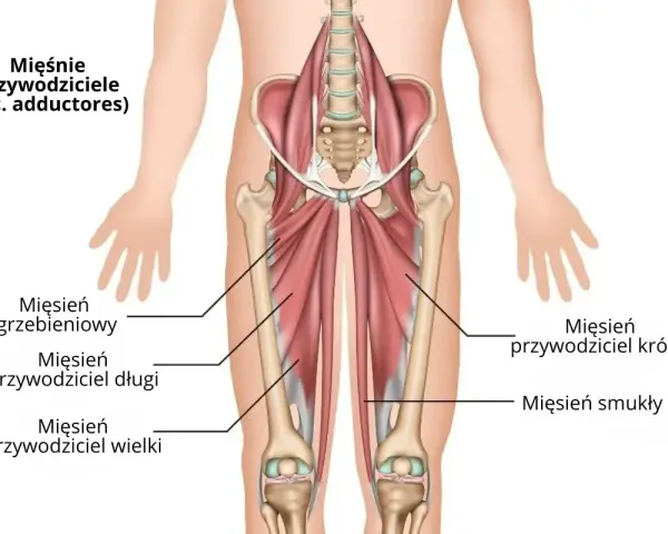 Anatomia mięśni przywodzicieli uda: mięsień grzebieniowy, przywodziciel długi, przywodziciel wielki, przywodziciel krótki i smukły.