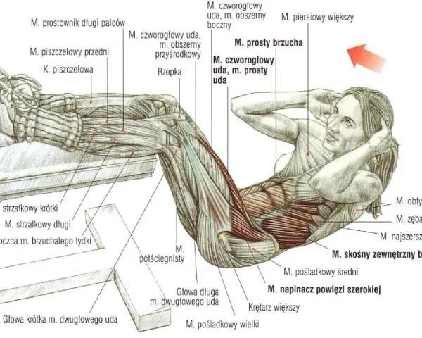 Anatomia mięśni brzucha podczas ćwiczeń na mięśnie głębokie brzucha. Widoczne mięśnie proste brzucha, skośne zewnętrzne brzucha i inne.
