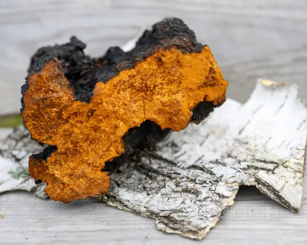 Chaga, znana ze swoich właściwości, może wywołać chaga skutki uboczne. Ten grzyb, o charakterystycznym pomarańczowo-czarnym wyglądzie, leży na korze brzozy.