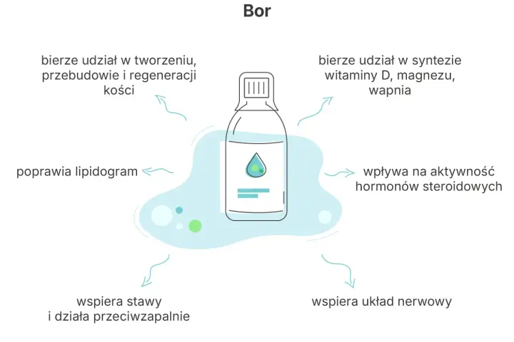 Bor wspiera kości, stawy i układ nerwowy, poprawia lipidogram, wpływa na hormony steroidowe i syntezę witaminy D.