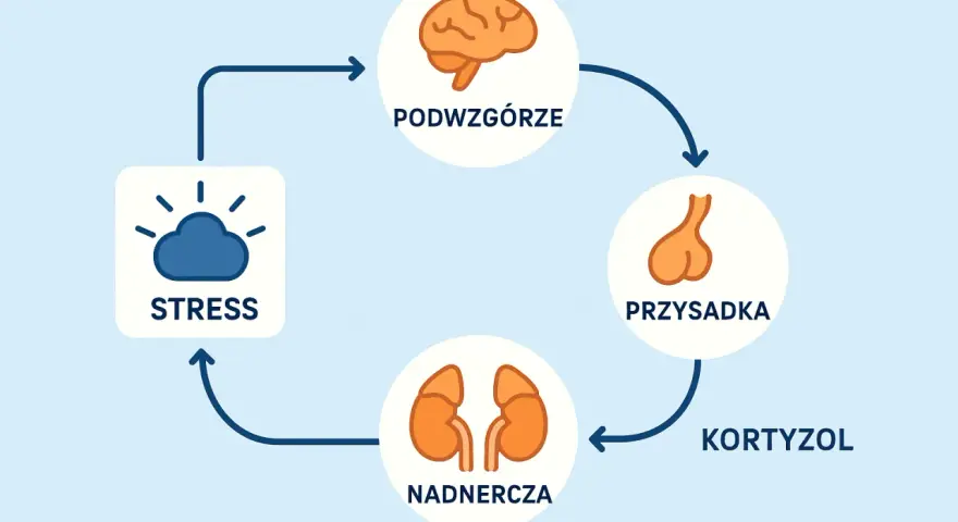 Schemat osi HPA: stres aktywuje podwzgórze, przysadkę i nadnercza, produkując kortyzol.