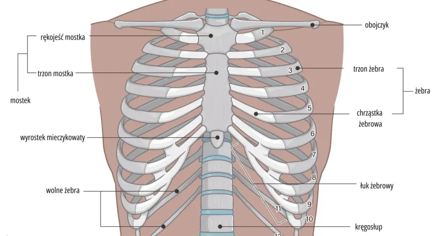 Anatomia klatki piersiowej: mostek, żebra (prawdziwe, fałszywe, wolne), chrząstki żebrowe, obojczyk i kręgosłup.