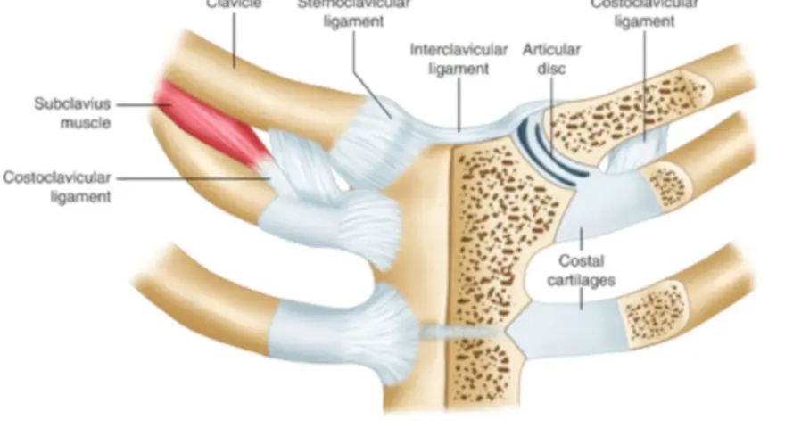 Anatomia stawu mostkowo obojczykowego: obojczyk, mięsień podobojczykowy, więzadła i krążek stawowy.