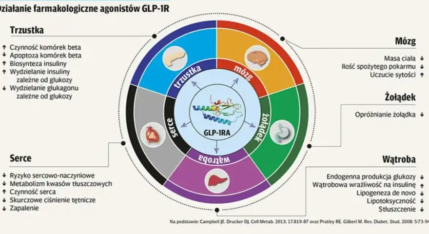 Schemat działania agonistów GLP-1R na organizm: trzustkę, mózg, żołądek, wątrobę i serce.