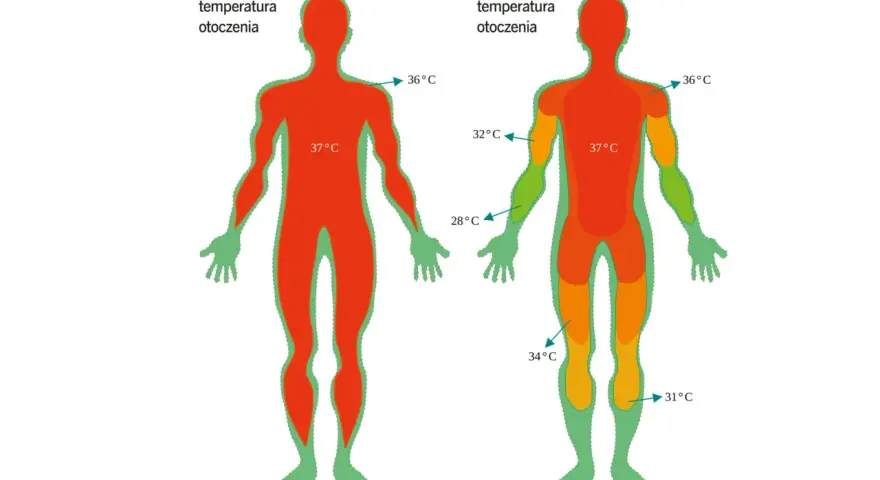 Termogeneza: w wysokiej temperaturze otoczenia ciało jest całe czerwone (37°C). W niskiej temperaturze otoczenia widać różnice: 36°C, 32°C, 34°C, 31°C.