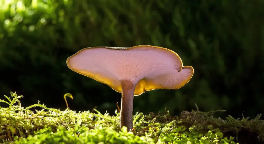 Grzybki reishi, podświetlone od spodu, wyrastają z gęstego, zielonego mchu.