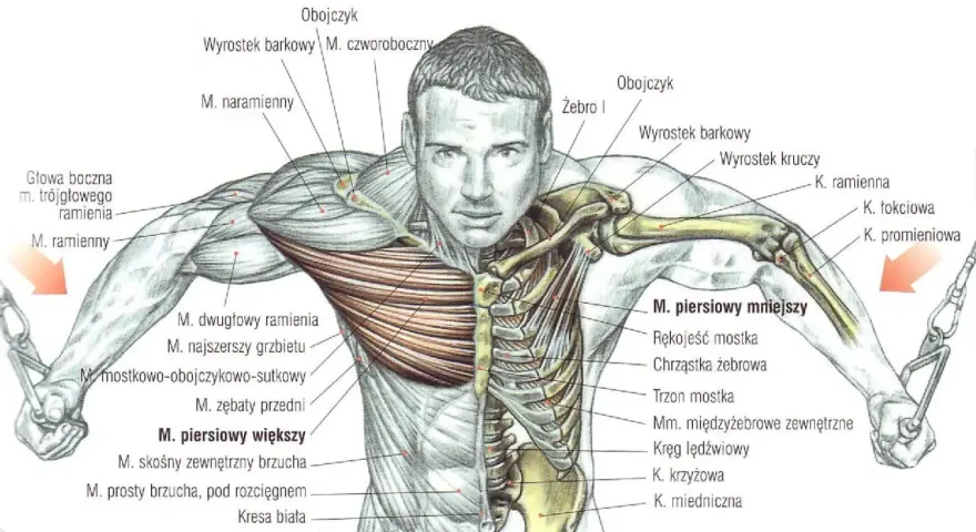 Anatomia klatki piersiowej z zaznaczonymi mięśniami piersiowymi, naramiennymi i międzyżebrowymi.