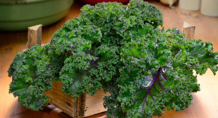 Krzaczasty jarmuż w drewnianej skrzynce, pełen witamin i minerałów. Jego jarmuż właściwości czynią go superfood.