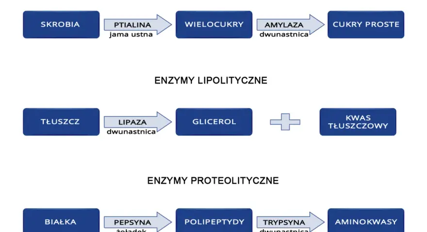 Schemat trawienia: skrobia -> wielocukry (amylaza), tłuszcz -> glicerol + kwasy tłuszczowe (lipaza), białka -> polipeptydy (pepsyna) -> aminokwasy.