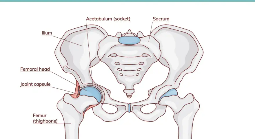 Anatomia stawu biodrowego: miednica z kością krzyżową i kośćmi udowymi, pokazująca panewkę stawu biodrowego i głowę kości udowej.