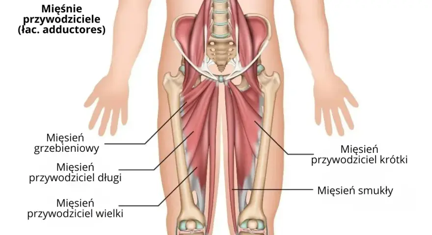 Anatomia mięśni przywodzicieli uda: mięsień grzebieniowy, przywodziciel długi, przywodziciel wielki, przywodziciel krótki i smukły.