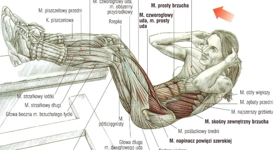 Anatomia mięśni brzucha podczas ćwiczeń na mięśnie głębokie brzucha. Widoczne mięśnie proste brzucha, skośne zewnętrzne brzucha i inne.