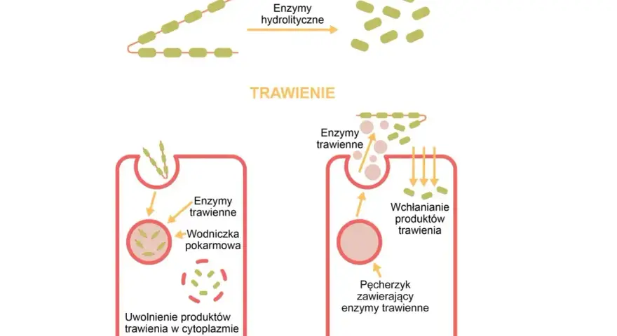 Schemat pokazuje, jak enzymy trawienne, np. pepsyna, rozkładają złożone związki organiczne na proste, umożliwiając ich wchłanianie.