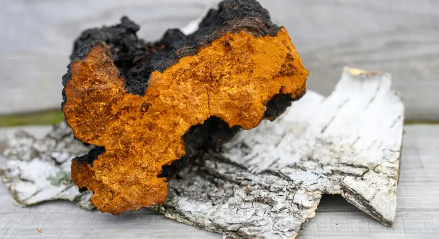 Chaga, znana ze swoich właściwości, może wywołać chaga skutki uboczne. Ten grzyb, o charakterystycznym pomarańczowo-czarnym wyglądzie, leży na korze brzozy.