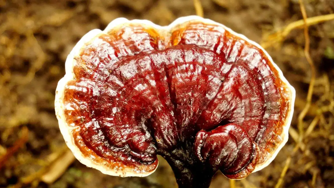 Lśniące, czerwono-brązowe grzybki reishi z białym brzegiem wyrastają z ziemi.