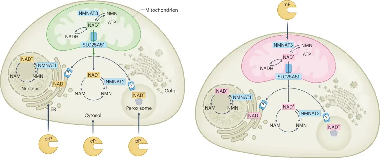 Schemat przedstawia szlaki syntezy NAD+ w komórce, z uwzględnieniem mitochondriów, jądra i peroksysomów. NAD+ jest kluczowy dla procesów metabolicznych.
